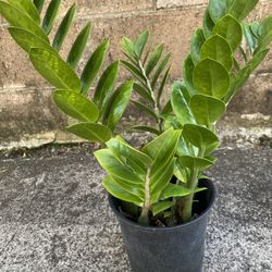 1 Gallon Z Z Plant
