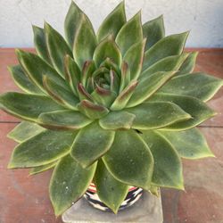 Lipstick Echeveria in Beautiful Star Spangled Ceramic Pot