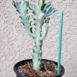 Variegated Ghost Cactus Plant $20