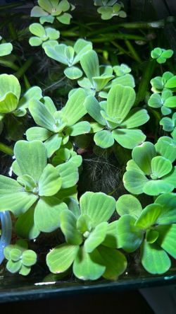 Dwarf Water Lettuce (Pistia stratiotes)