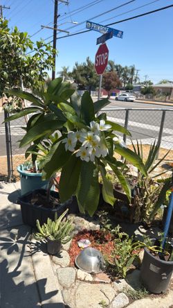Plumeria