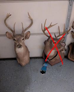 Beautiful Buck Deer Mounts