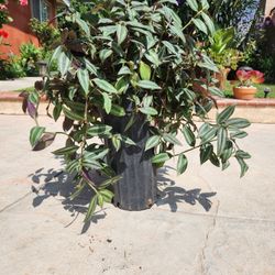 Tradescantia Zebrina Wandering Jew 