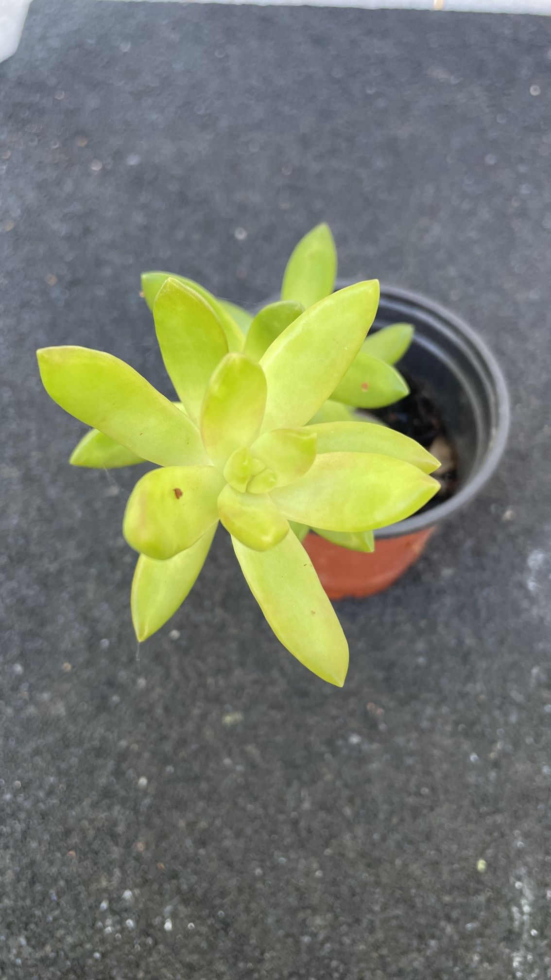 Succulent - Sedum Adolphi 