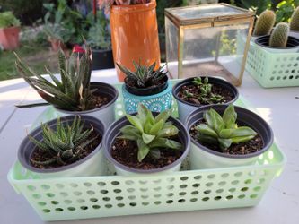 Succulents