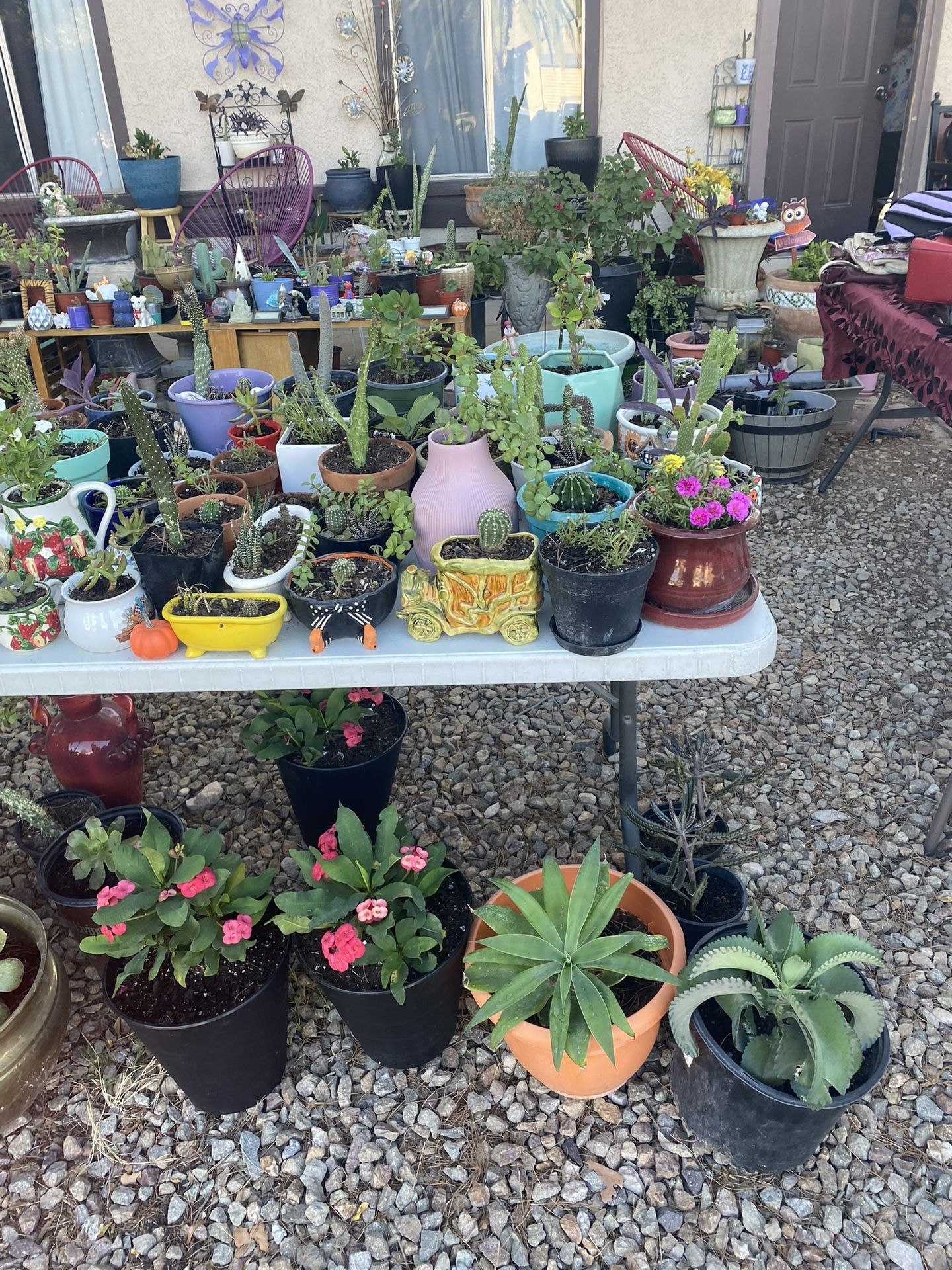 Plants For Sale