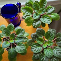 Velvet Dark Purple Large African Violets