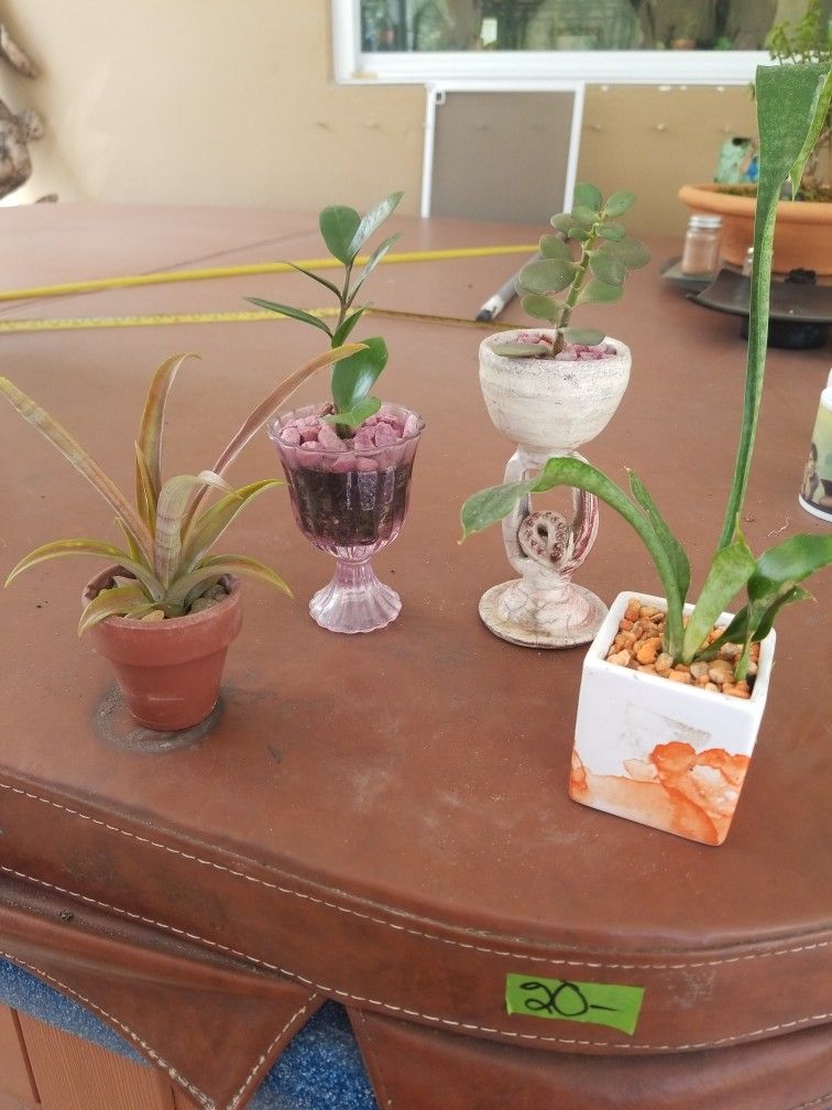 4 tiny plants Zz, Jade,Sanseveria,Pineapple