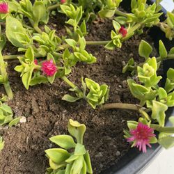 Baby Sun Rose or Heartleaf Ice Plant. (Indoor/Outdoor Life Plant) 