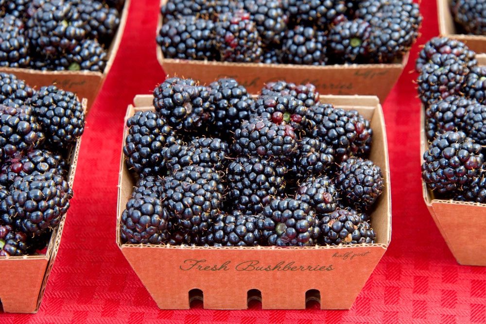 Boysenberry Starter Plant – Sweet, Thornless Berry Vine for Gardens & Containers
