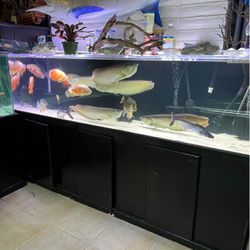 Fish Tank Aquarium 245 Gallon 