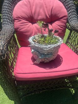 Beautiful plant