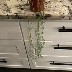 String of Bananas plant - Free