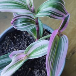Tradescantia Nanouk- Bubblegum 