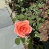 Lilly 