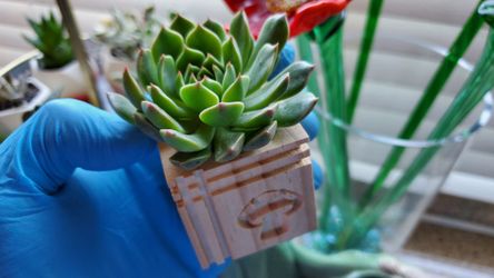 SUCCULENT CURVESIDE PICK UP JULY.25,2020