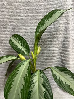 Aglaonema Chinese Evergreen Live Plant