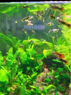 Live plants