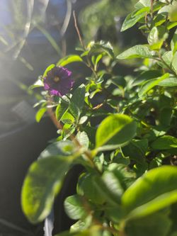 Potato Vine, Royal Robe (Lycianthes rantonnetii 'Royal Robe', also commonly known as Solanum rantonnetii)