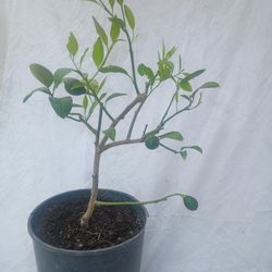 Bonsai Lemon Trees 