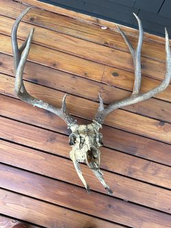 Real Mule Deer Skull Taxidermy Mount – Large Antler Rack