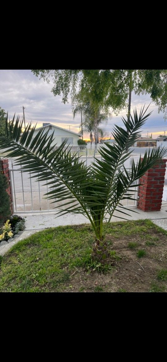 Palms 50 EACH