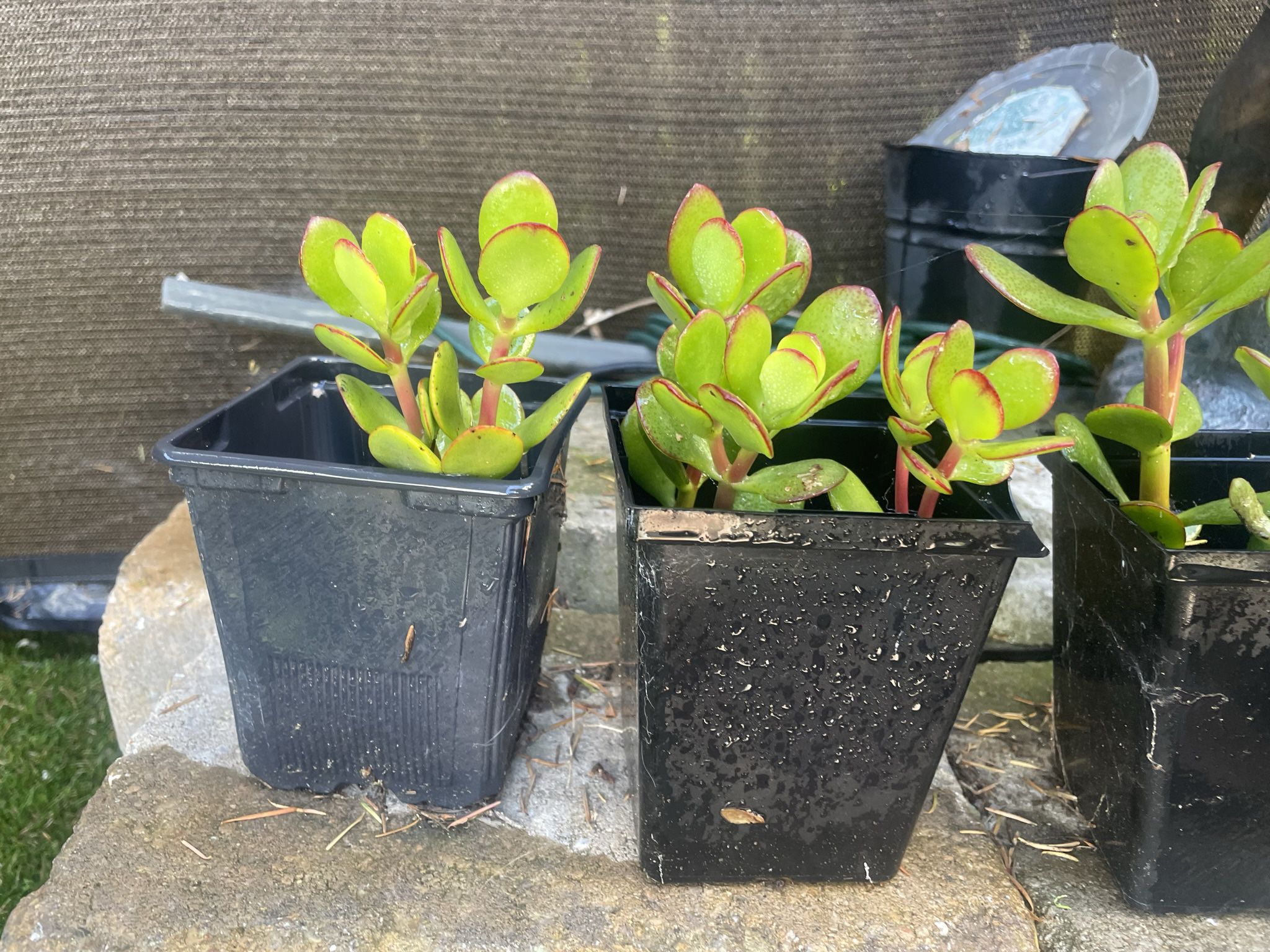 6-8" Jade Plant - Price For Each 
