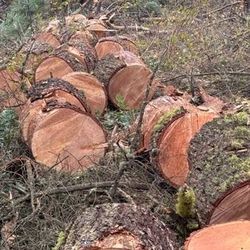 Firewood Red Fire