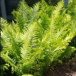 Mountain Fern, Live Plant 