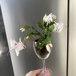🪴Housplant Thanksgiving Cactus
