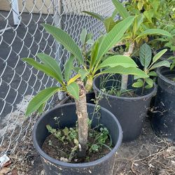 Plumeria