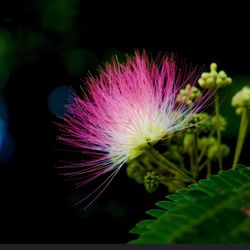 Pink Mimosa Tree 🌳🌸
