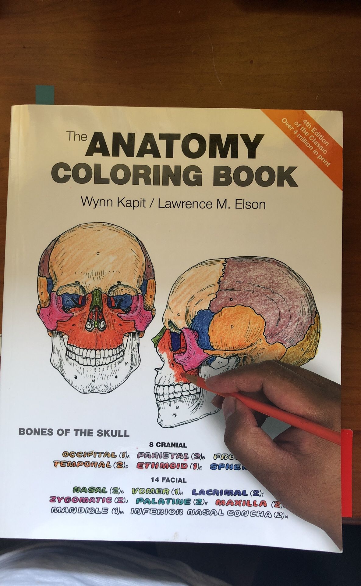 The Anatomy Coloring Book By Wynn Kapit & Lawrence Elson – 4th Edition Pearson