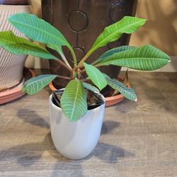 Madagascar Jewel Plant