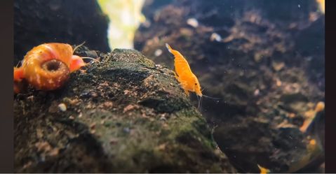 Aquarium Decoration