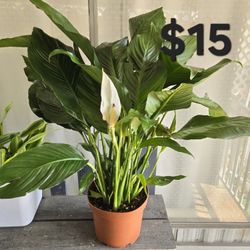 Peace Lily Plant 