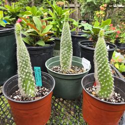 Opuntia Erinacea /Hairy Old Man Cactus 🌵 