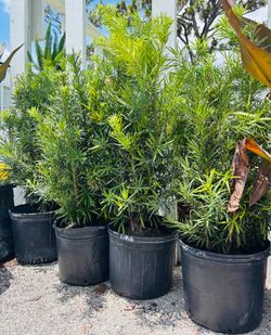 Yew Podocarpus