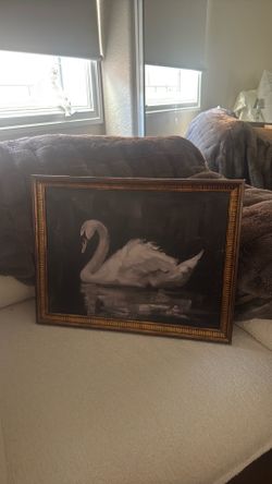 Swan photo