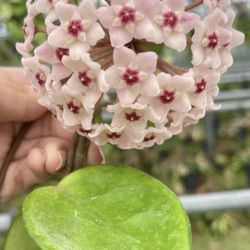Hoya Chelsea In 4” Pot ( First Pic Is Reference Of The Flower )