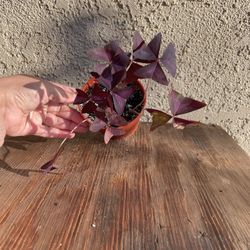 Purple Shamrock Plants, $8 Each