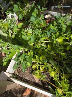 Medicinal plants Mexicano Organo