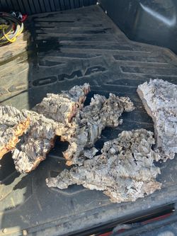 Cork oak  bark