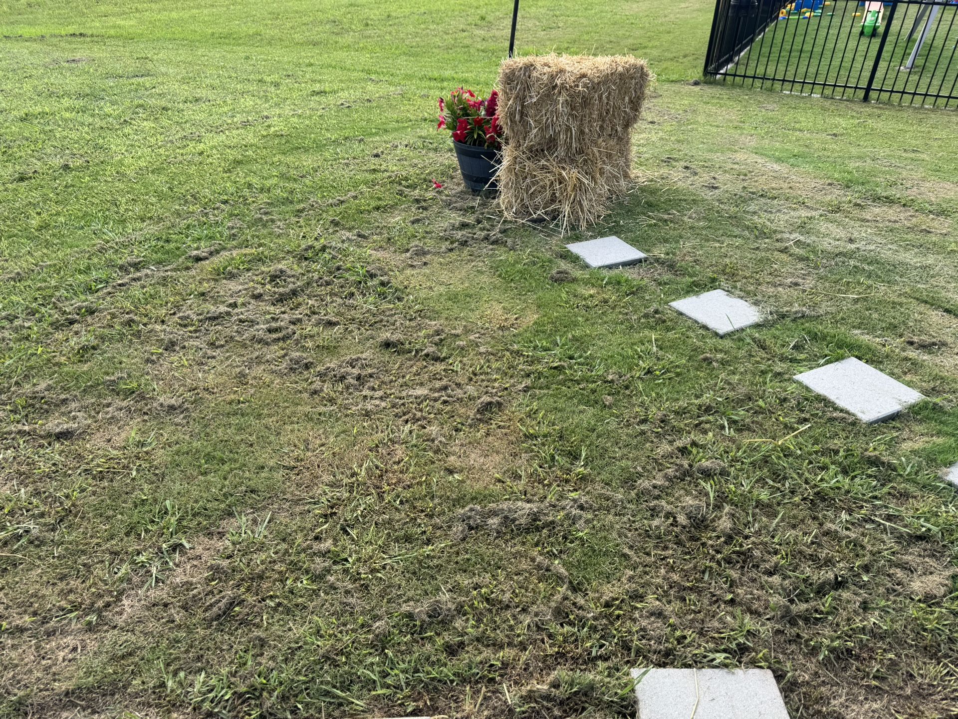 Free Wheat Straw