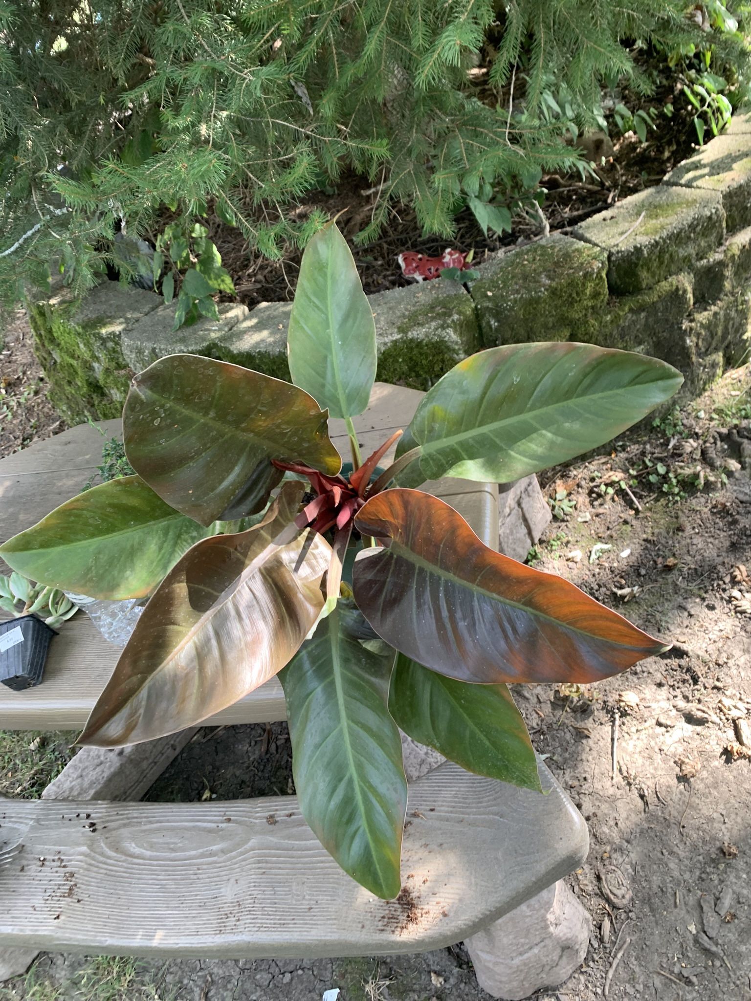 Philodendron Royal Red Plant!! $25!!