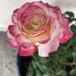 Double Delight Rose Bush With Very Fragrant Flowers, Is In 5 Gallons Pot Pick Up Only In City Of Whittier 
