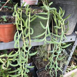 Planta Colgante