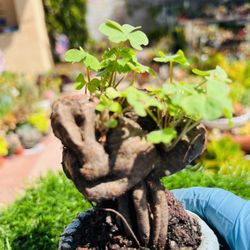 Rare Green Shamrocks/bonsai/Oxalis Triangularis/Lucky Plant/Love Plant/Wood Sorrel - House Plant/Home Decoration/Holiday Gift , purple flower live roo