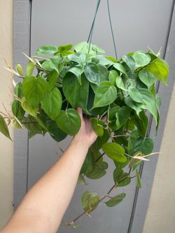 Heart Leaf Philodendron Cordatum Trailing House Plant 6” Pot