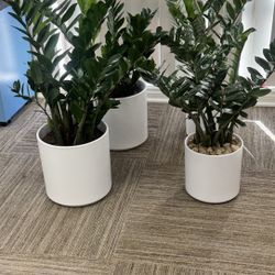 Zee Zee Houseplants Assorted Sizes 